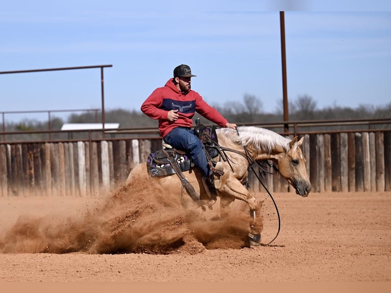 American Quarter Horse Ruin 5 Jaar 150 cm Palomino in Waco