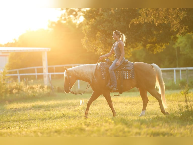 American Quarter Horse Ruin 5 Jaar 150 cm Palomino in Terrell