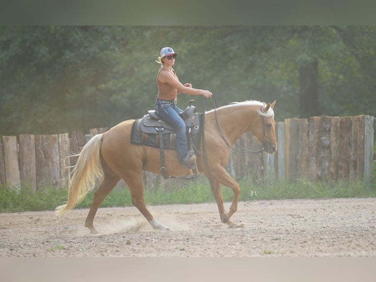 American Quarter Horse Ruin 5 Jaar 150 cm Palomino in Terrell