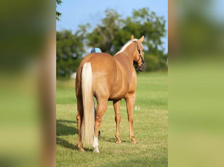 American Quarter Horse Ruin 5 Jaar 150 cm Palomino in Terrell