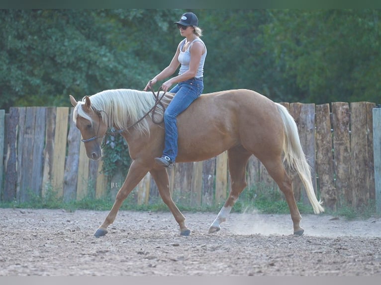 American Quarter Horse Ruin 5 Jaar 150 cm Palomino in Terrell