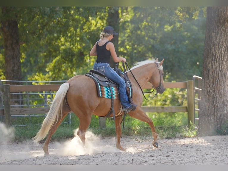 American Quarter Horse Ruin 5 Jaar 150 cm Palomino in Terrell