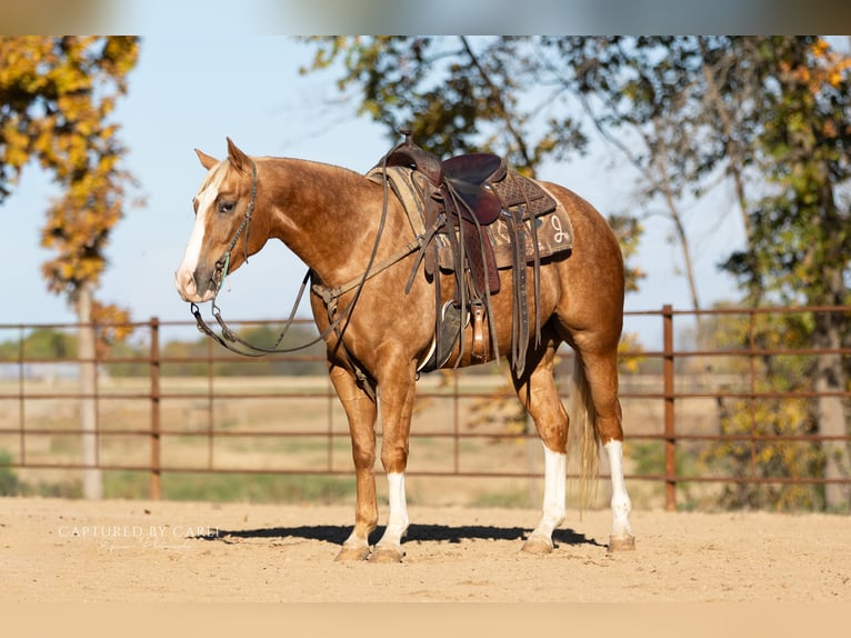 American Quarter Horse Ruin 5 Jaar 150 cm Palomino in Lewistown