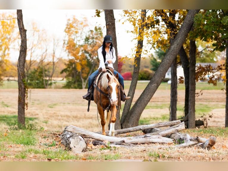 American Quarter Horse Ruin 5 Jaar 150 cm Palomino in Lewistown
