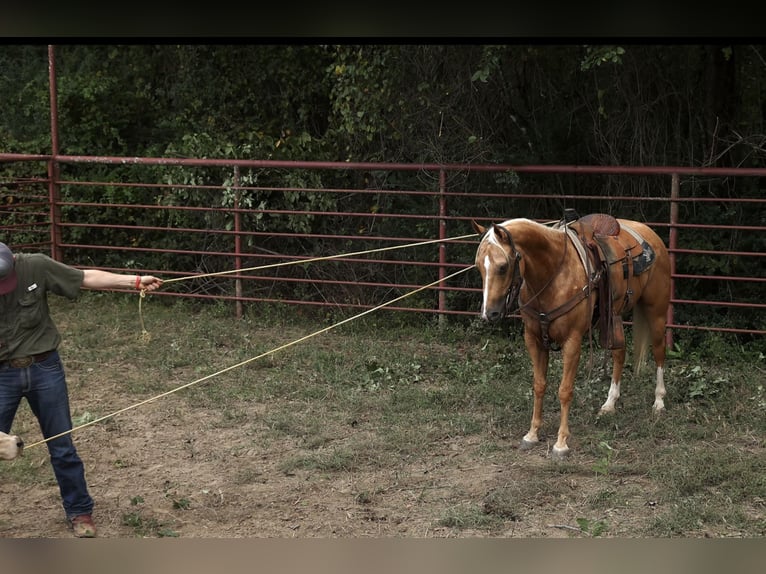 American Quarter Horse Ruin 5 Jaar 150 cm Palomino in Morrilton, AR