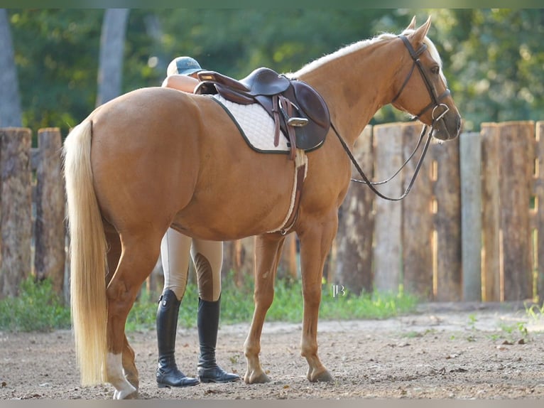 American Quarter Horse Ruin 5 Jaar 150 cm Palomino in Terrell