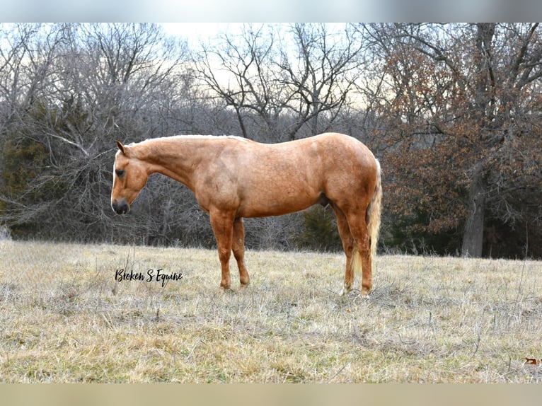 American Quarter Horse Ruin 5 Jaar 150 cm Palomino in Sweet Springs, MO