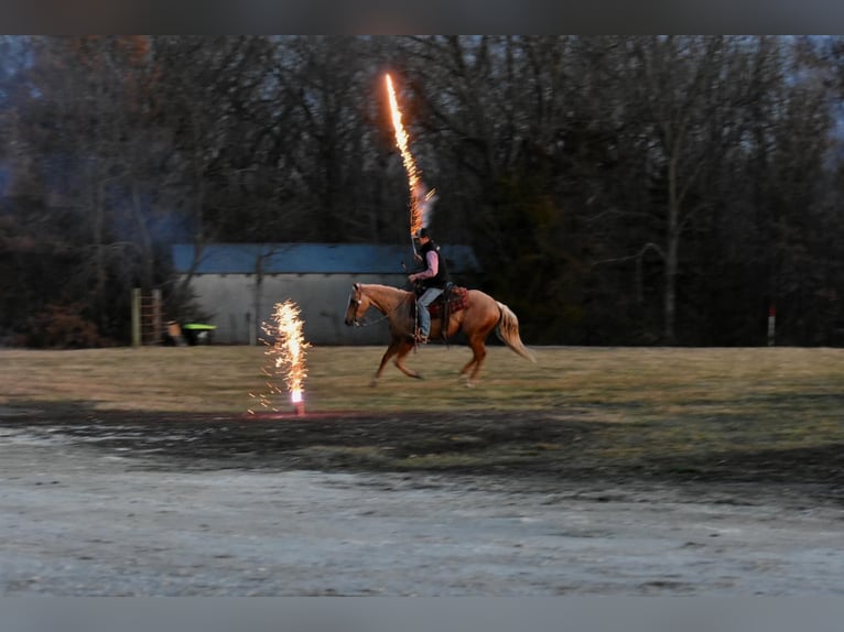 American Quarter Horse Ruin 5 Jaar 150 cm Palomino in Sweet Springs, MO