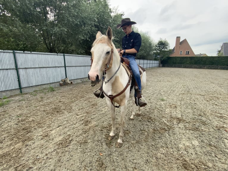 American Quarter Horse Ruin 5 Jaar 150 cm Palomino in Daknam