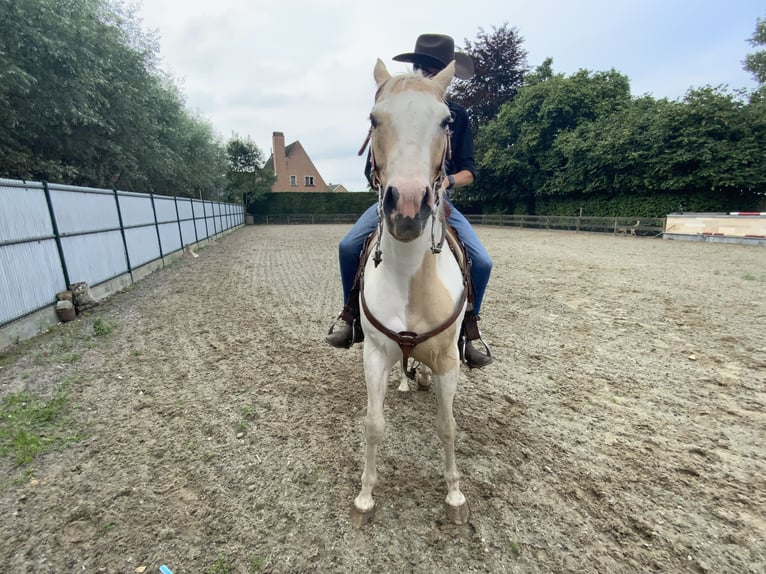 American Quarter Horse Ruin 5 Jaar 150 cm Palomino in Daknam