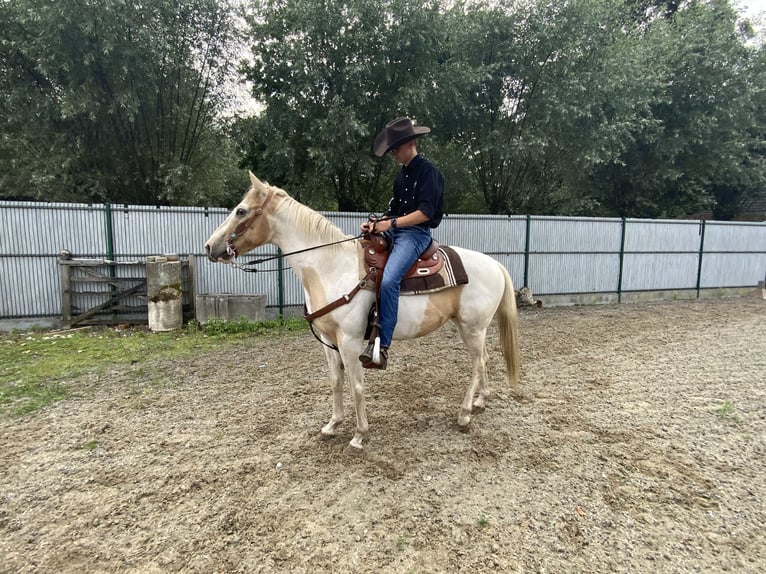 American Quarter Horse Ruin 5 Jaar 150 cm Palomino in Daknam