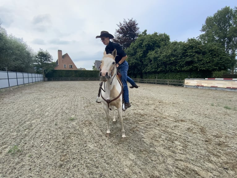 American Quarter Horse Ruin 5 Jaar 150 cm Palomino in Daknam