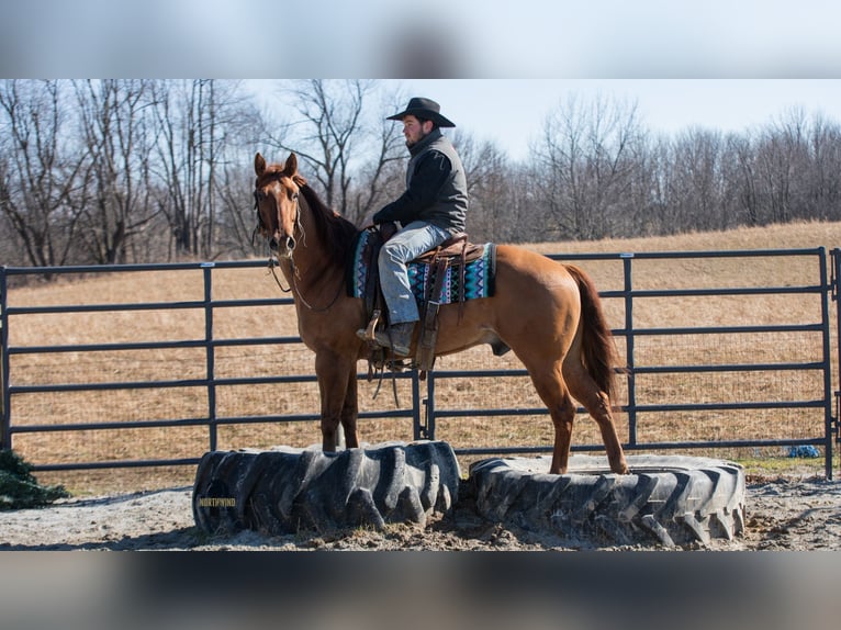 American Quarter Horse Ruin 5 Jaar 150 cm Red Dun in Fredericksburg