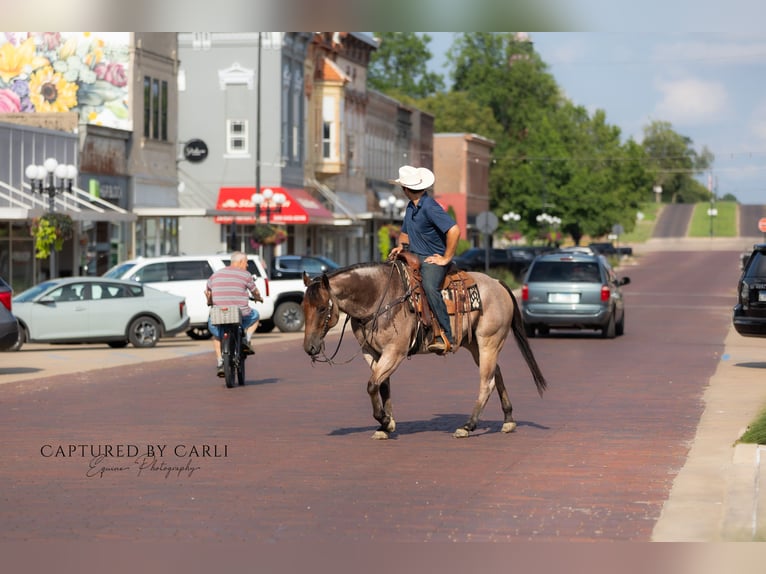 American Quarter Horse Ruin 5 Jaar 150 cm Roan-Bay in Lewistown
