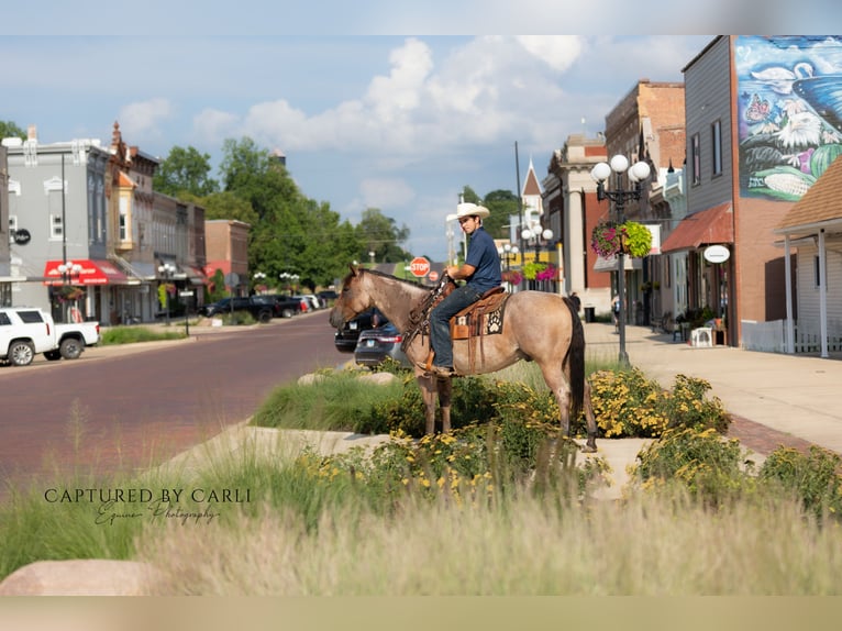 American Quarter Horse Ruin 5 Jaar 150 cm Roan-Bay in Lewistown