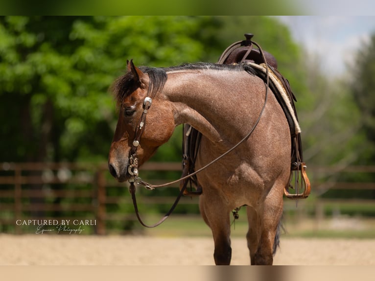 American Quarter Horse Ruin 5 Jaar 150 cm Roan-Bay in Lewistown
