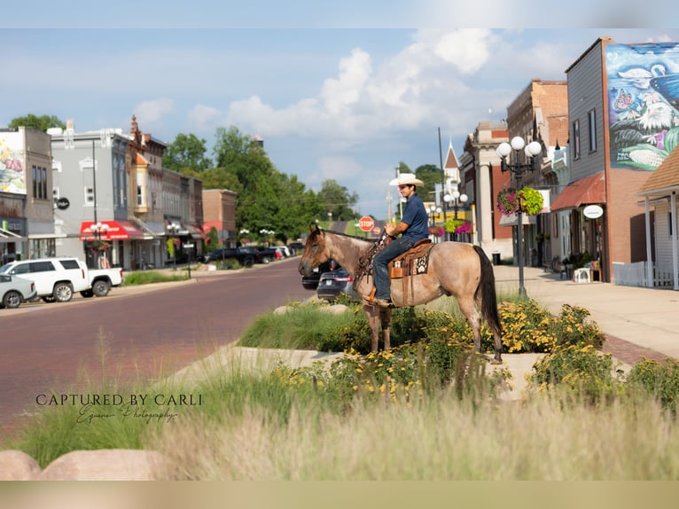 American Quarter Horse Ruin 5 Jaar 150 cm Roan-Bay in Lewistown