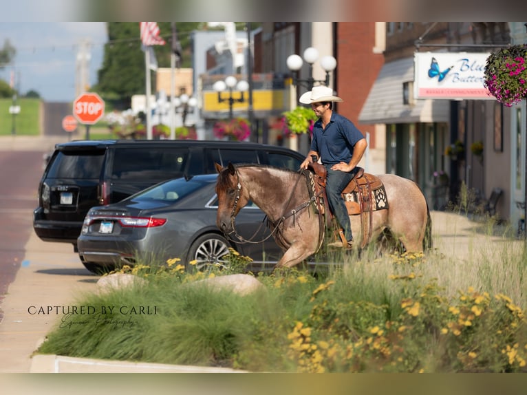 American Quarter Horse Ruin 5 Jaar 150 cm Roan-Bay in Lewistown