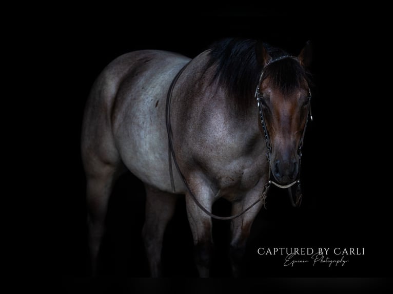 American Quarter Horse Ruin 5 Jaar 150 cm Roan-Bay in Lewistown