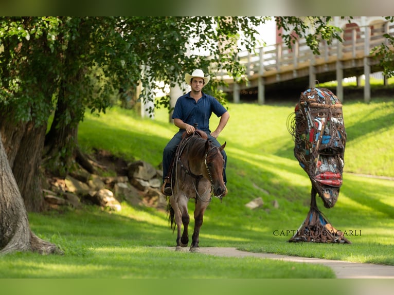 American Quarter Horse Ruin 5 Jaar 150 cm Roan-Bay in Lewistown