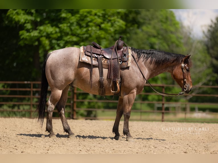 American Quarter Horse Ruin 5 Jaar 150 cm Roan-Bay in Lewistown