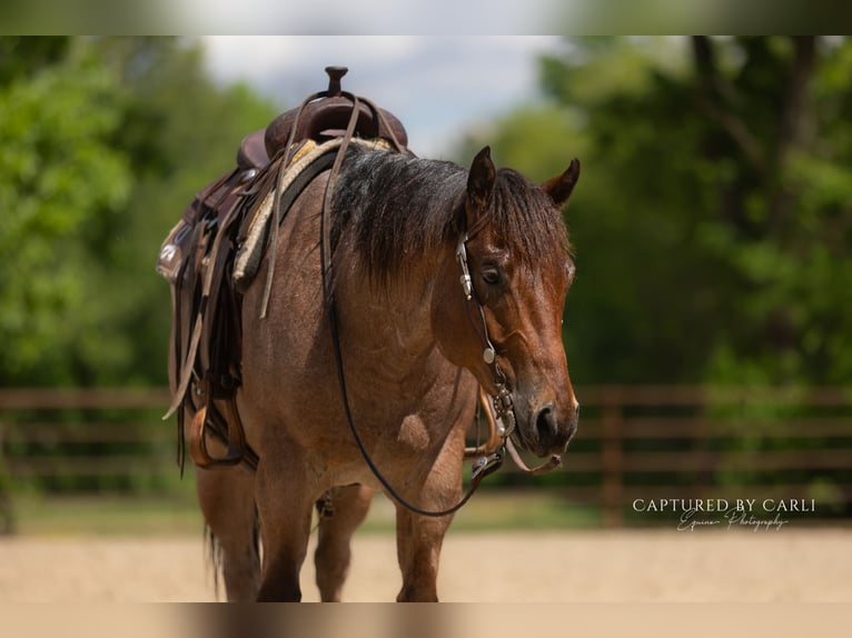 American Quarter Horse Ruin 5 Jaar 150 cm Roan-Bay in Lewistown