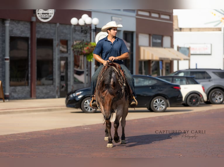 American Quarter Horse Ruin 5 Jaar 150 cm Roan-Bay in Lewistown