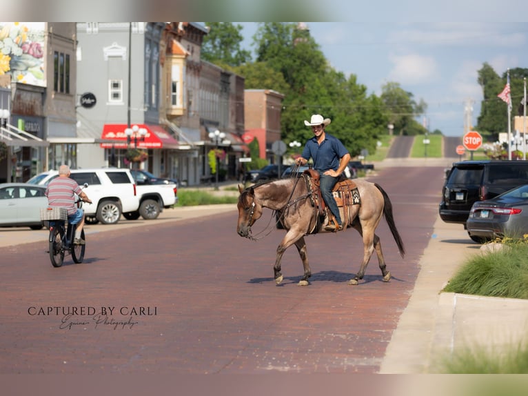 American Quarter Horse Ruin 5 Jaar 150 cm Roan-Bay in Lewistown