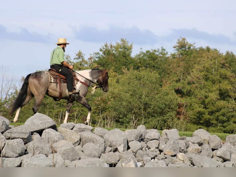 American Quarter Horse Mix Ruin 5 Jaar 150 cm Roan-Bay in Rebersburg, PA