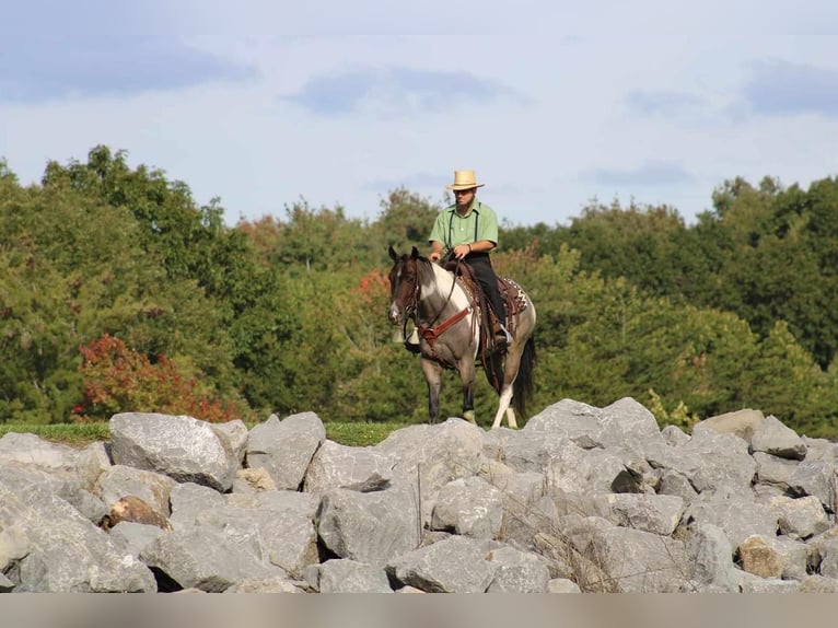 American Quarter Horse Mix Ruin 5 Jaar 150 cm Roan-Bay in Rebersburg, PA