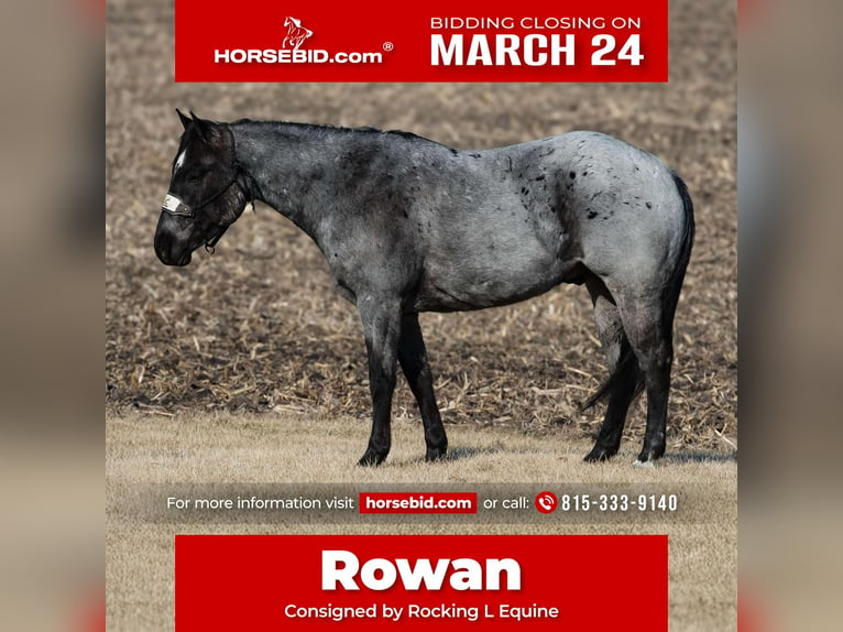 American Quarter Horse Ruin 5 Jaar 150 cm Roan-Blue in Joy, IL