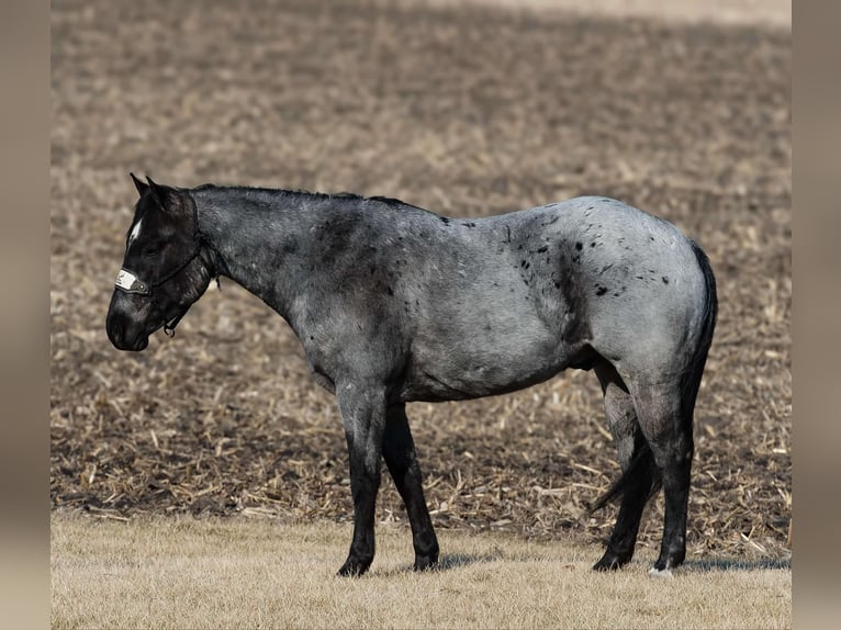 American Quarter Horse Ruin 5 Jaar 150 cm Roan-Blue in Joy, IL