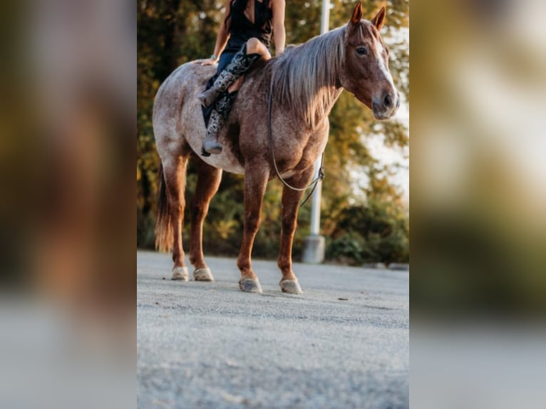 American Quarter Horse Ruin 5 Jaar 150 cm Roan-Red in Lewistown, IL