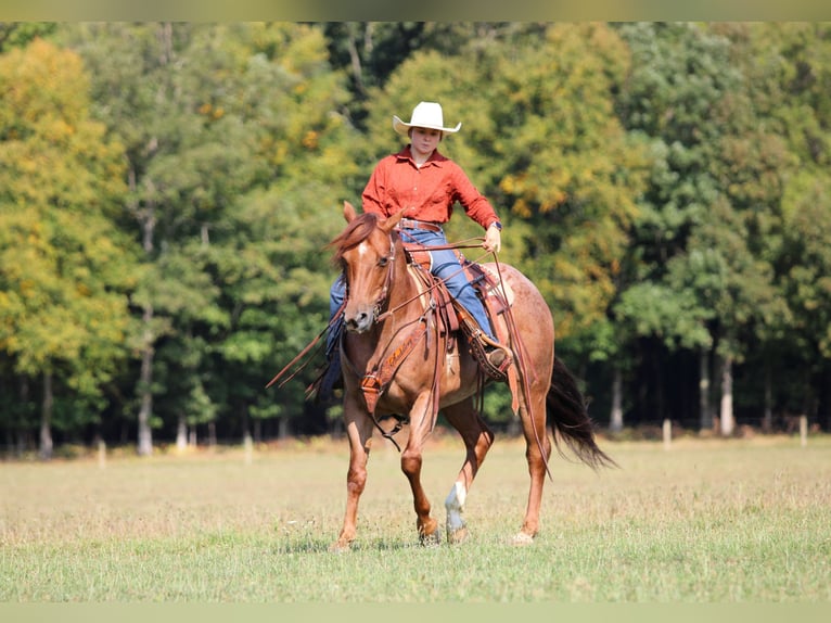 American Quarter Horse Ruin 5 Jaar 150 cm Roan-Red in Clarion