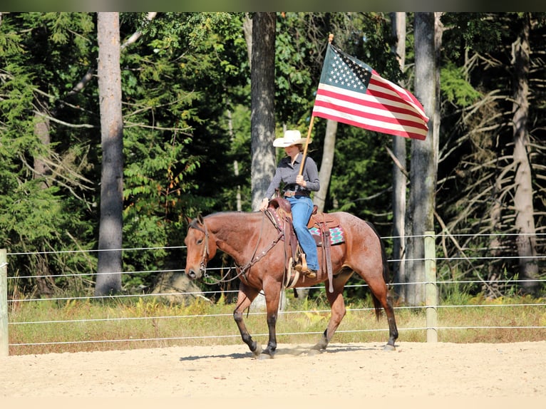 American Quarter Horse Ruin 5 Jaar 150 cm Roan-Red in Clarion