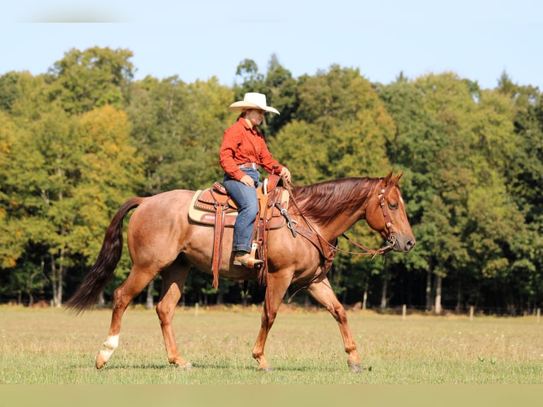 American Quarter Horse Ruin 5 Jaar 150 cm Roan-Red in Clarion