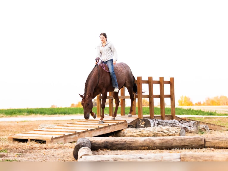 American Quarter Horse Ruin 5 Jaar 150 cm Roan-Red in Lewistown