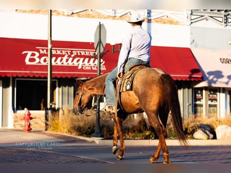 American Quarter Horse Ruin 5 Jaar 150 cm Roan-Red in Lewistown