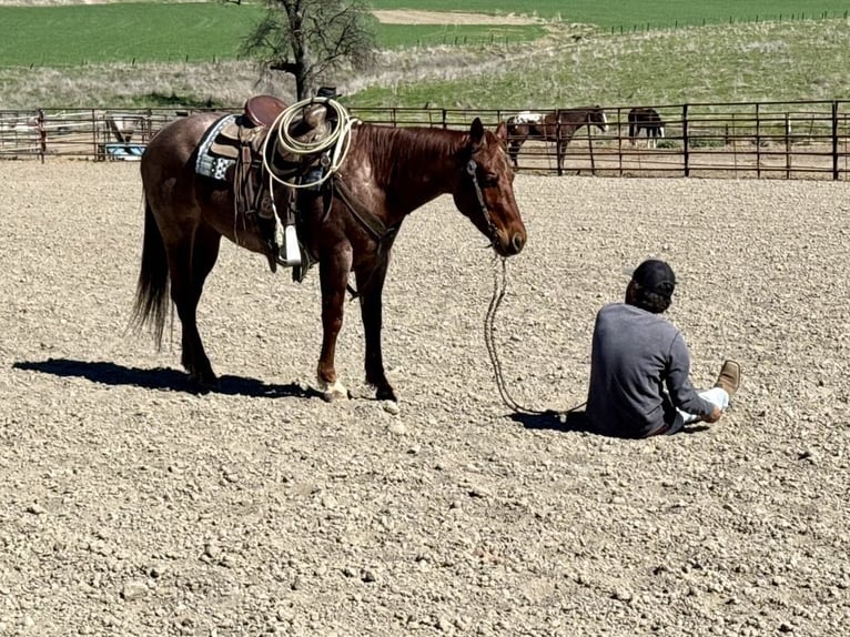 American Quarter Horse Ruin 5 Jaar 150 cm Roan-Red in Paicines, CA