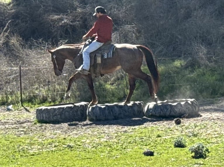 American Quarter Horse Ruin 5 Jaar 150 cm Roan-Red in Paicines, CA