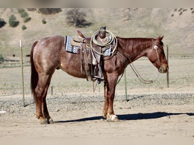 American Quarter Horse Ruin 5 Jaar 150 cm Roan-Red in Paicines, CA