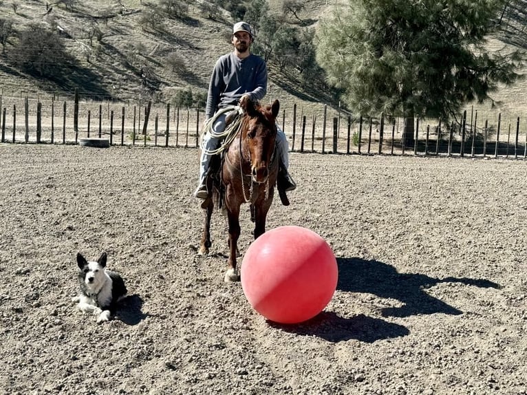 American Quarter Horse Ruin 5 Jaar 150 cm Roan-Red in Paicines, CA