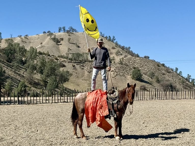 American Quarter Horse Ruin 5 Jaar 150 cm Roan-Red in Paicines, CA