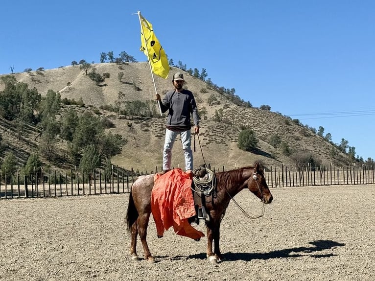 American Quarter Horse Ruin 5 Jaar 150 cm Roan-Red in Paicines, CA