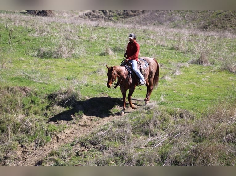 American Quarter Horse Ruin 5 Jaar 150 cm Roan-Red in Paicines, CA