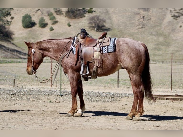 American Quarter Horse Ruin 5 Jaar 150 cm Roan-Red in Paicines, CA