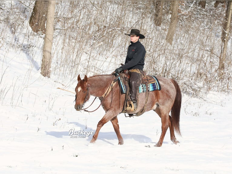 American Quarter Horse Ruin 5 Jaar 150 cm Roan-Red in Millersburg