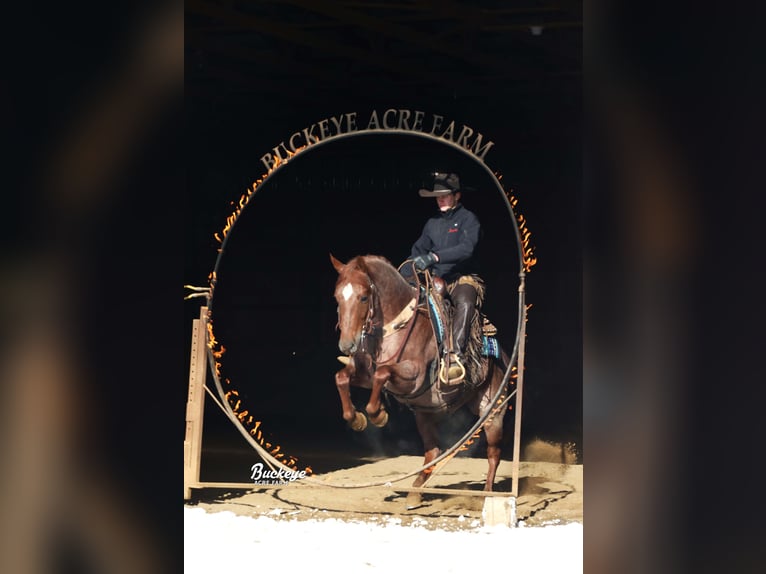 American Quarter Horse Ruin 5 Jaar 150 cm Roan-Red in Millersburg