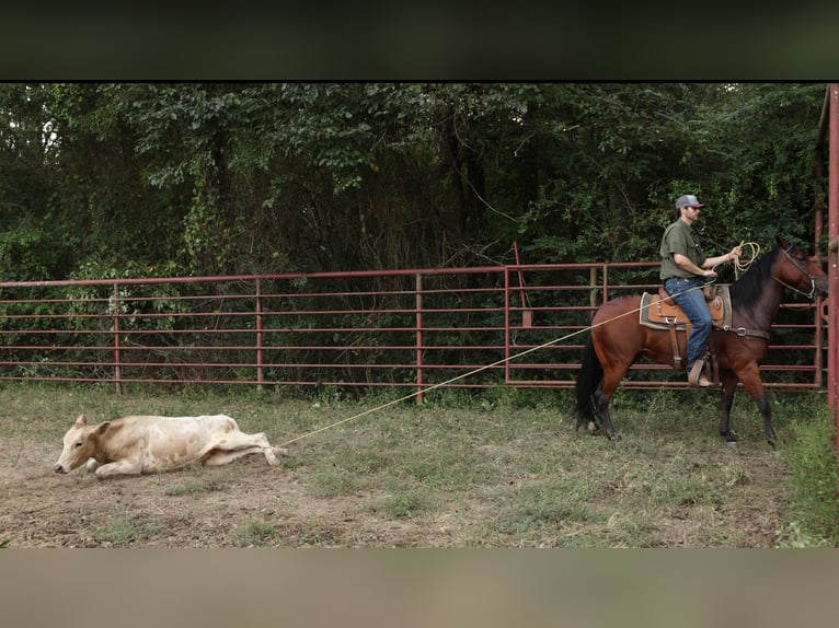American Quarter Horse Ruin 5 Jaar 150 cm Roodbruin in Morrilton
