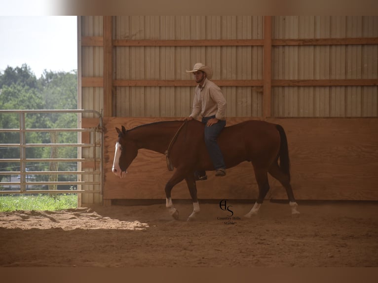 American Quarter Horse Ruin 5 Jaar 150 cm Roodbruin in Baltic